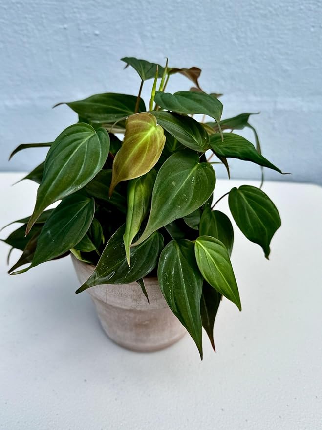PLANTVERS Philodendron Mican in a 4" Grow Pot - Velvet Leaf Philodendron – Vining Indoor Plant – Easy Care Low Maintenance Houseplant – Low Light Trailing Indoor Plant