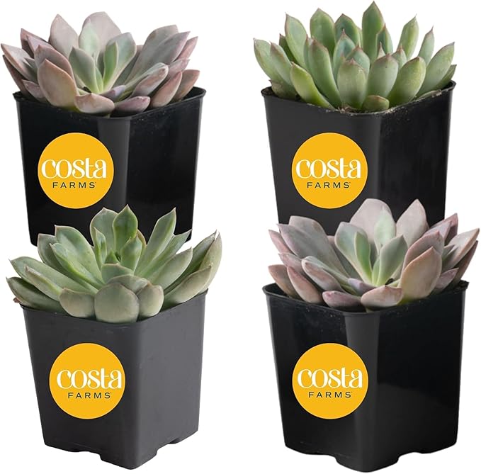 Costa Farms Grower Pot, 4-Pack Echeveria Succulents Live Indoor Plant 3-Inches Tall, in Grower's Pot