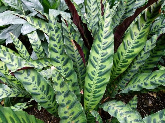Rattlesnake Live Plant Calathea lancifolia Easy House Plant 4" Pot Indoor - USA_Mall
