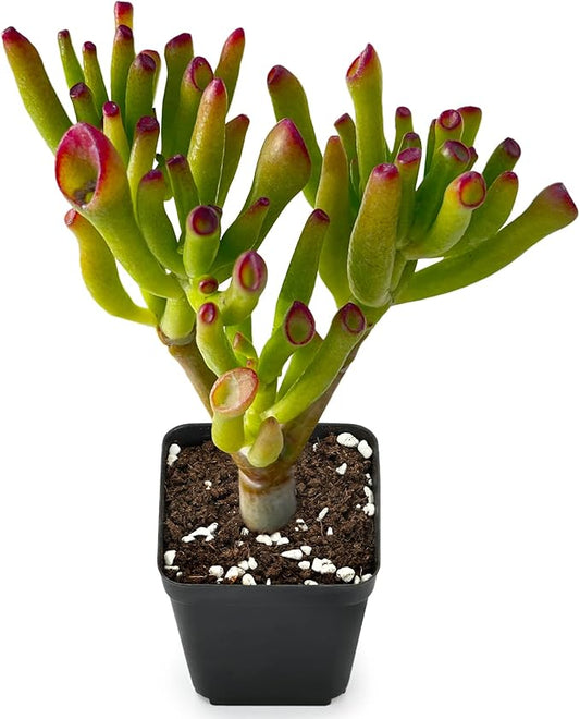 Sprout N Green Gollum Jade - Crassula Ovata Gollum, Rare Cute Succulent Plant Fully Rooted in 2" Pot, Easy to Care, Pets Friendly