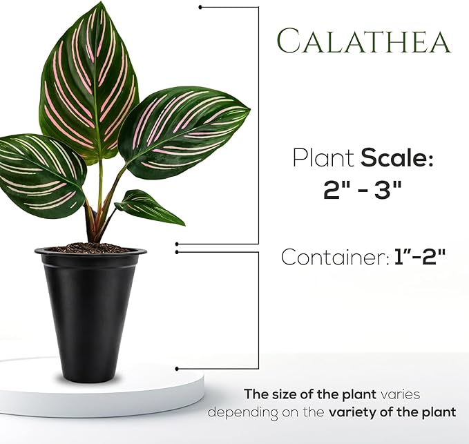 Calathea Collection (4 Pack) Live Plants – Stunning Foliage Prayer Plants Like Orbifolia, Rose Painted, White Star & Dottie – Easy Indoor Tropical Plants – Pet Friendly – Natural Air Purifiers