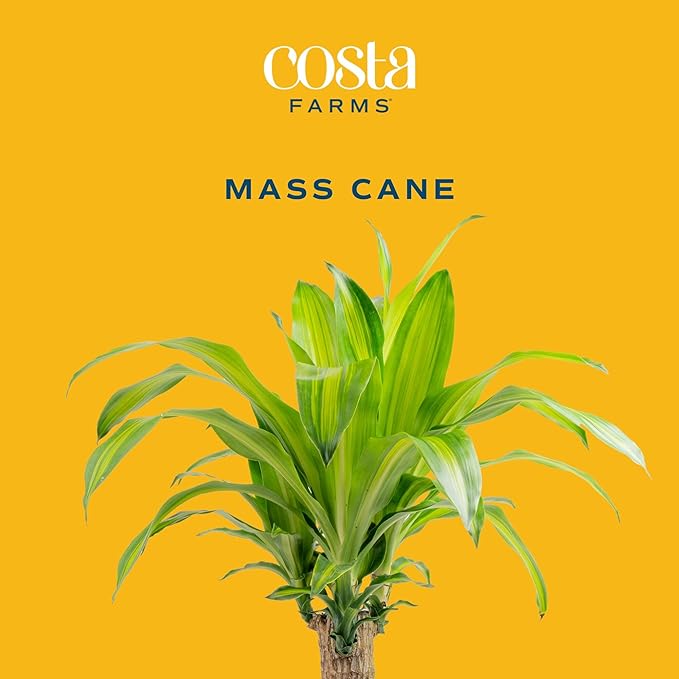Costa Farms Dracaena Mass Cane Extra Large Live Indoor Plant, 4 to 5-Feet Tall, Potted in Grower's Pot