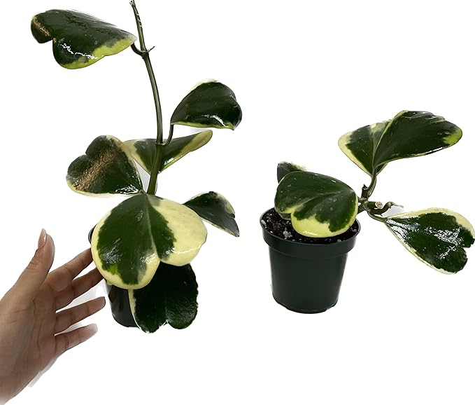 Variegated Hoya Kerrii - Hoya Plants Live Houseplant - Live Hoya Plant - Outer Variegated Hoya Kerrii - Plant Gift - Air Purifying Plant (7-9 Leaves Plant, 4" Pot)