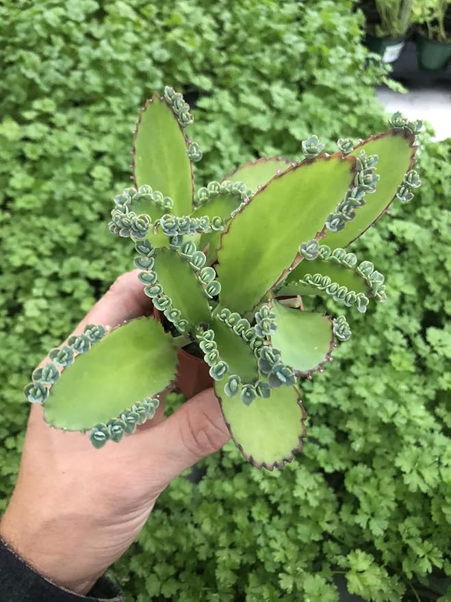 Kalanchoe Mexican Hat Plant in 2.5-Inch Pot - Ideal for Indoor & Outdoor Garden - Easy to Grow and Maintenance - Mother of Thousands - Air Purifier Green Houseplant (1)