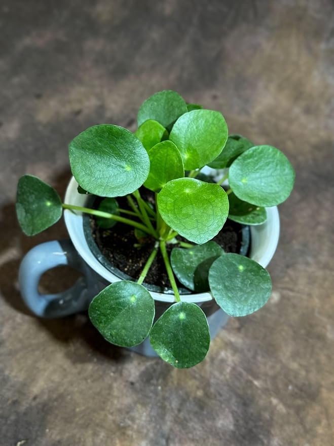 PLANTVERS Chinese Money Plant in a 4" Grow Pot – Pilea Peperomioides – Coin-Shaped Green Leaves Plant – Easy-Care Houseplant for Low Light – Low Maintenance Indoor Plant