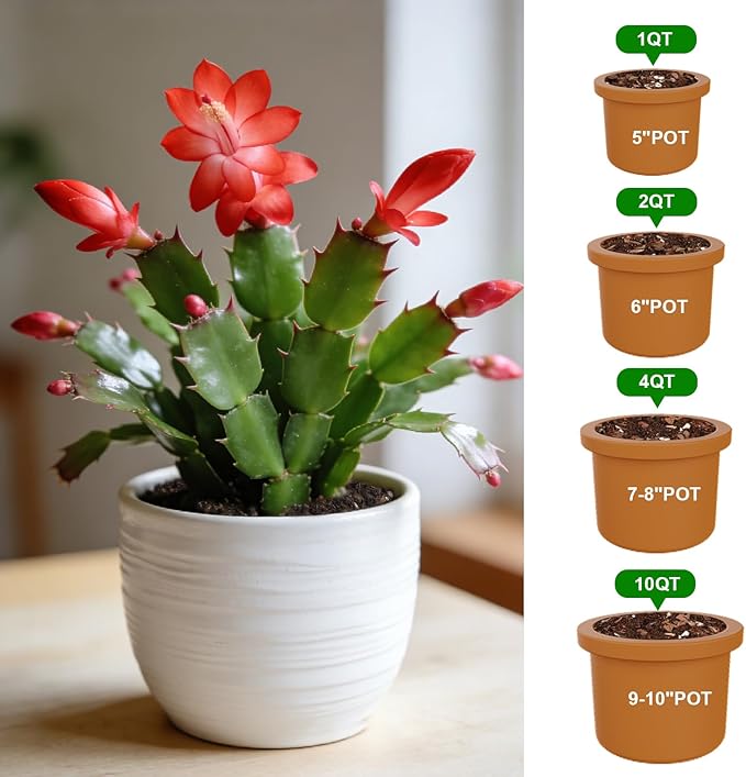 All-Natural Christmas Cactus Potting Soil Mix 2qt- Premium Well-Draining & Aerated ，Designed Specifically for Succulents and Cacti