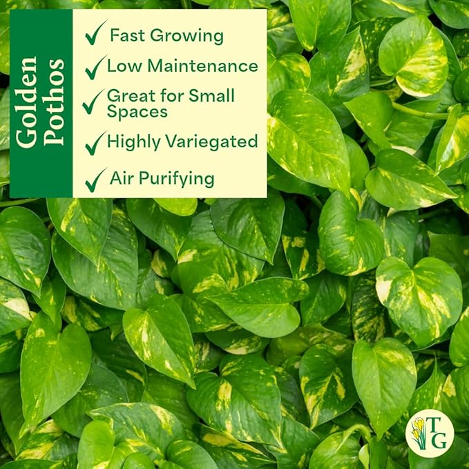 Thorsen's Greenhouse Golden Pothos, Live Indoor Vining Plant, Easy to Grow, Variegated Houseplant, Natural Air Purifier (Terra Cotta, 4-inch Pot)