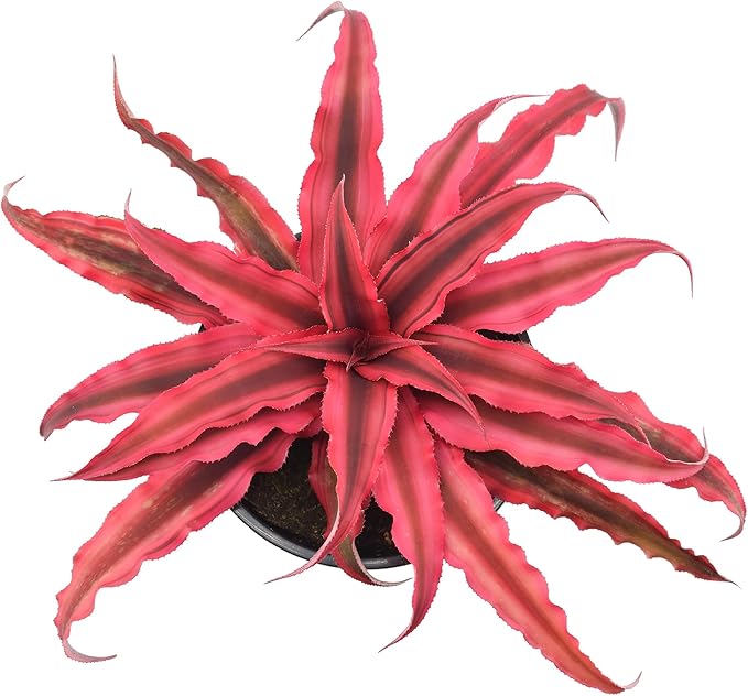 Cryptanthus Super Pink Earth Star Live Indoor Plant in 4 in. Plastic Grower Pot **Cannot Ship to California and Hawaii***