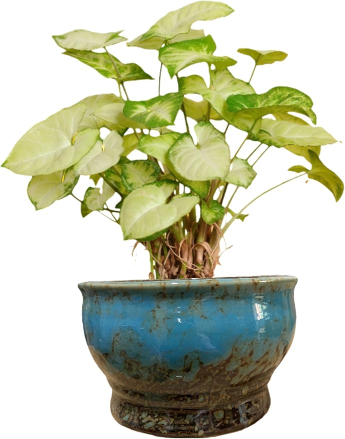 Cute Circular Ceramic Home Garden Decoration Succulent Cactus Flower Pots Container No Tray -Plant Not Included (Blue, 4.3 inch)