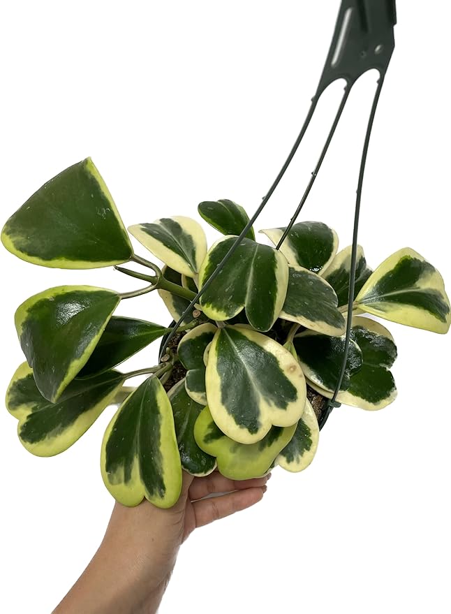 Variegated Hoya Kerrii - Hoya Plants Live Houseplant - Live Hoya Plant - Outer Variegated Hoya Kerrii - Plant Gift - Air Purifying Plan