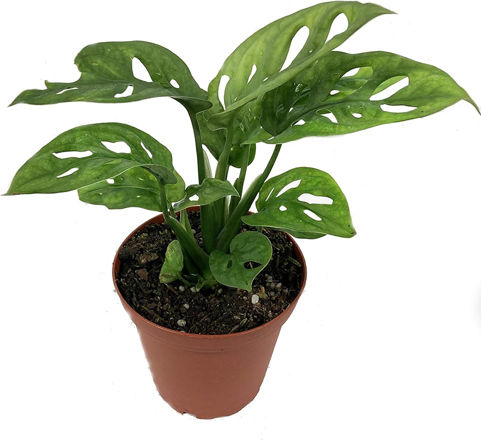 5 Pack Indoor Houseplant Collection - 5 Live Plants in 4 Inch Pots - Grower's Choice Based on Health, Beauty and Availability - Florist Quality Easy to Grow Air Purifying Indoor Plants