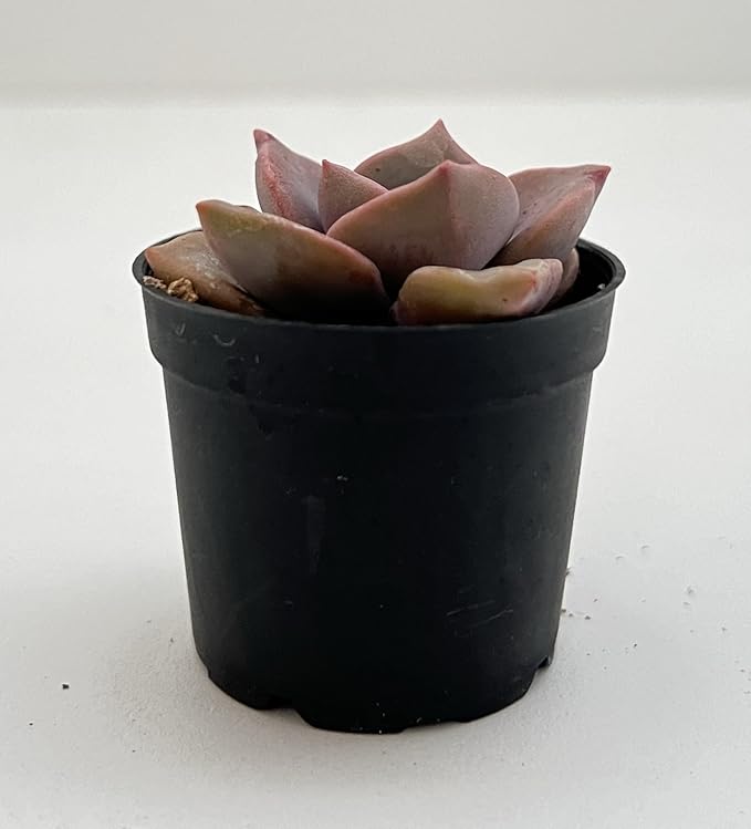 Sprout N Green Graptopetalum Rainbow Candy, Rare Live Succulent Plant Fully Rooted in 2" Planter, Home Office Indoor Outdoor Wedding Decoration DIY Projects Party Favor
