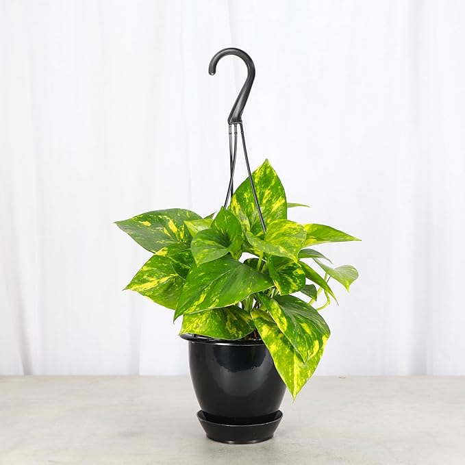 Thorsen's Greenhouse Golden Pothos, Live Indoor Vining Plant, Easy to Grow, Variegated Houseplant, Natural Air Purifier (Black - Hanging, 4-inch Pot)