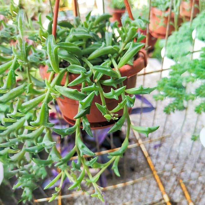 Sprout N Green String of Dolphins, Live Succulent Plant Fully Rooted in 4" Pot with Soil, Trailing Houseplant for Home Office Wedding Hanging Decor DIY Projects Party Favor, Keep Away from Pets