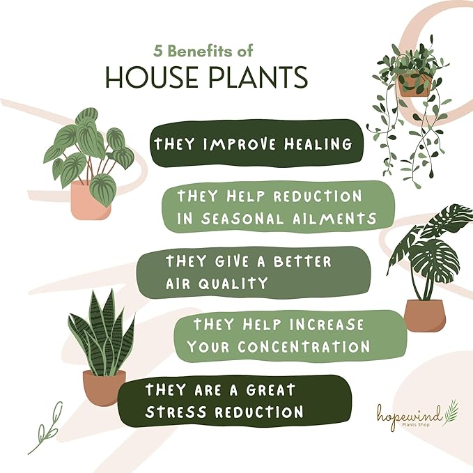 Live Plant, Lemon Lime Maranta Prayer Plant, Pet Friendly, Air Purifying Plant, Easy Care, Easy to Grow Live Indoor Plant, Houseplant, Rare Indoor Plant, Home Décor 4 inch Pot by Hopewind Plants Shop