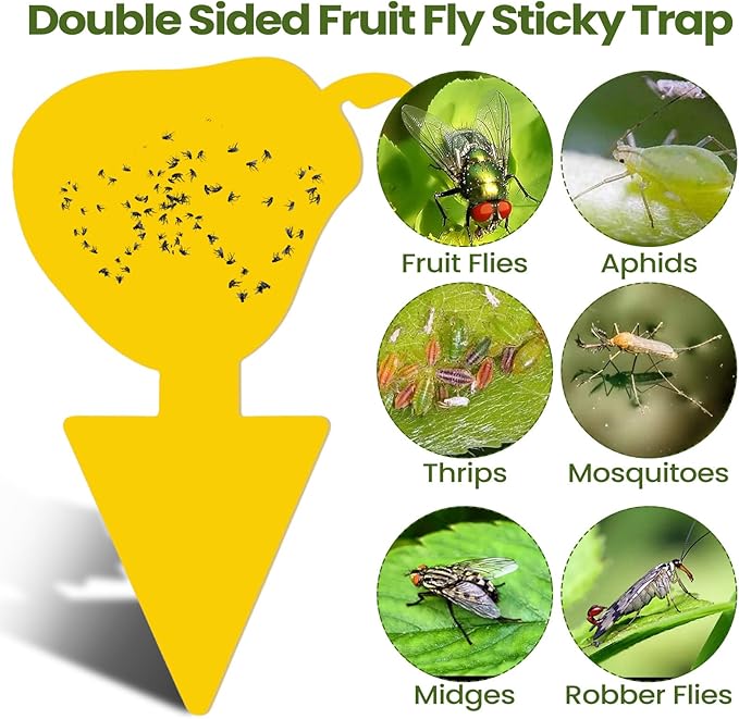 Qualirey 200 Sheets Fruit Fly Sticky Traps for Fruit Fly Gnat Trap for House Indoors Sticky Traps Catcher for Gnats Fungus Gnats Mosquito Catcher for Kitchen Outdoor Plants (Cute Style, Yellow, Green)