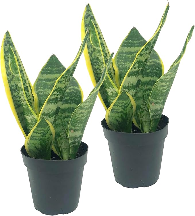 Live Snake Plant – Sansevieria Superba Trifasciata – ragnaroc Tropical Plant in 4” Pot +6” Plant Height - 2ct - Indoor House Plant in Pot, Potted Succulent Plant
