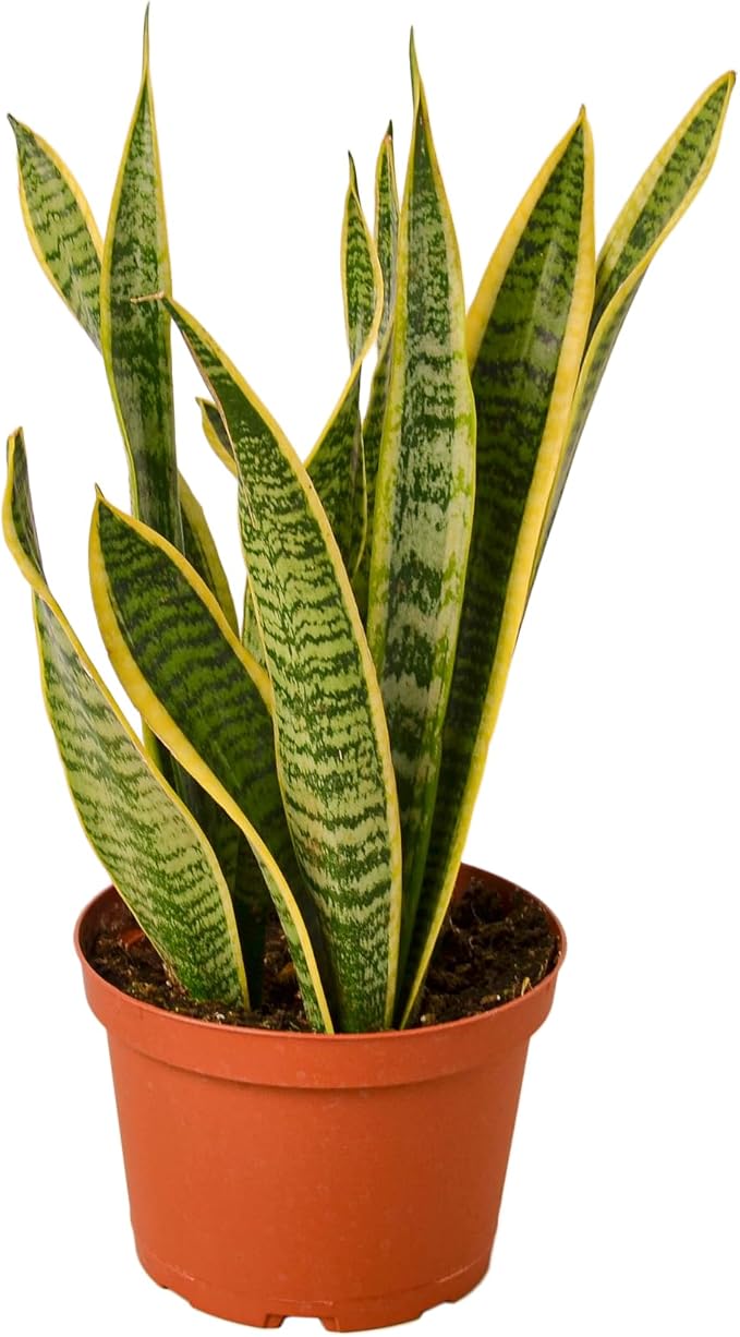 Live Snake Plant in Pot - Sansevieria trifasciata Laurentii - Fully Rooted Indoor House Plant in Pot - Mother in Law Tongue Sansevieria Plant - Best Air Purifying Plant - CA Seller