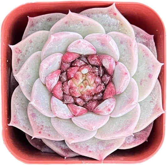 Sprout N Green Echeveria 'Red Velvet' Sugar Heart, Rare Live Succulent Plant Fully Rooted in 2" Planter with Soil, Home Office Indoor Outdoor Wedding Decoration DIY Projects Party Favor