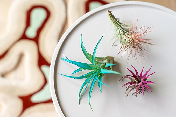 Fuchsia Colorful Tillandsia Air Plants - Long Lasting Color Enhanced Live Tillandsia Succulent House Plants - Home and Garden Decor - Easy Care Indoor/Outdoor Plants (Juncea, Pack of 3)