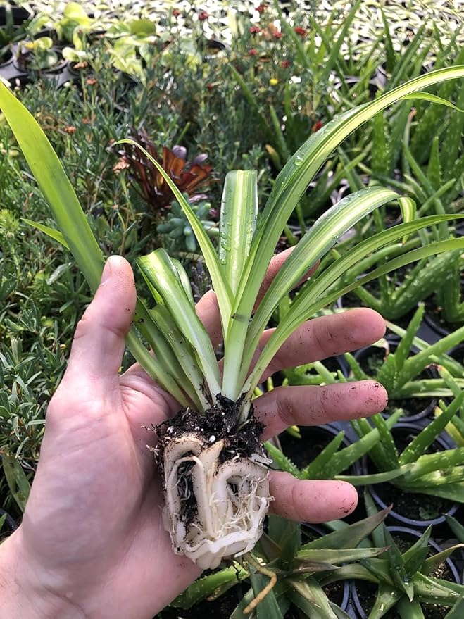 Hawaiian Spider Plants - 3 Live Starter Plants for Home & Office Decor - Air Purifying Rare Houseplants with White & Green Striped Foliage - Easy to Grow Indoor & Garden Plant