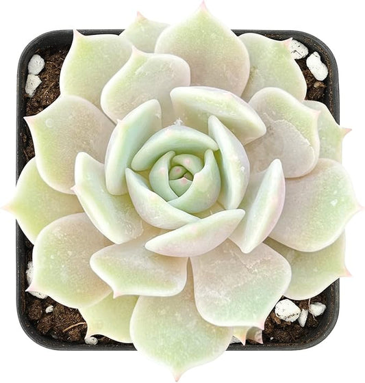 Sprout N Green Echeveria Lola, Live Succulent Fully Rooted in 2" Pot with Soil, House Plant for Indoor Outdoor Home Office Wedding Decoration DIY Projects Party Favor, Easy to Care, Pet-Friendly