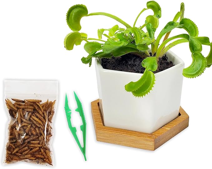 Venus Fly Trap Live Plant with 2.7" Modern White Hexagonal Ceramic Pot with Saucer + Venus Fly Trap Food, Feeding Tweezers, Carnivorous Plants Soil and Live Venus Flytrap