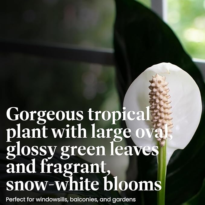 American Plant Exchange Variegated Peace Lily 'Domino' – 6-Inch Pot w/Deco Cover, 1-2 Ft Tall, Live Indoor Flowering Houseplant, Easy Care, Low Light, Housewarming, Sympathy, or Party Gift