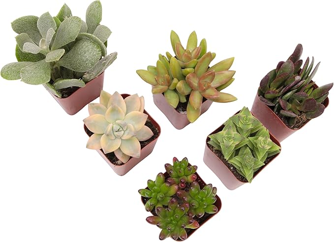 Succulents Plants Live (6PK) Potted Succulent Plants Live House Plants, Cactus Plants Live Plants Indoor Plants Live Houseplants, Indoor Plant Succulents Live Plant House Plant by Plants for Pets
