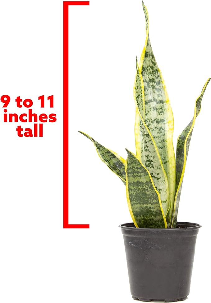 Live Snake Plant, Sansevieria trifasciata Laurentii, Fully Rooted Indoor House Plant in Pot, Mother in Law Tongue Sansevieria Plant, Potted Succulent Plants, Sansevieria laurentii by Plants for Pets