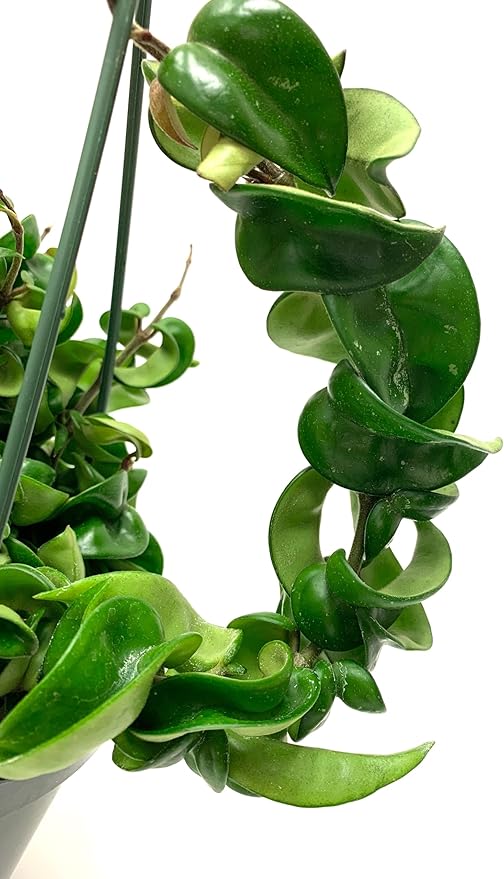 Hoya Compacta aka Hoya Hindu Rope Available in 4 inch Pot with One Plant - Air Purifying Plant - Hoya Plants Live Houseplants - Very Short Right Now