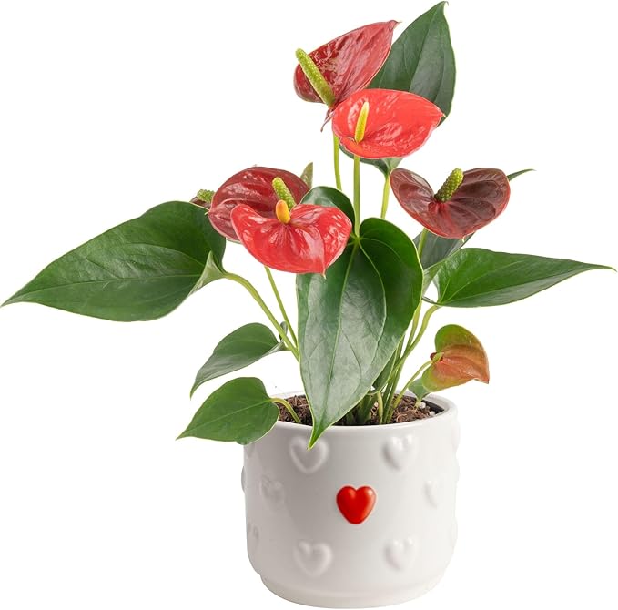 Costa Farms Live Anthurium Indoor Houseplant, Flamingo Flower with Heart-Shaped Red Blooms, 10-14 Inches Tall in Decorative Pot, Natural Air Purifier for Home or Office Decor, Gift for Her