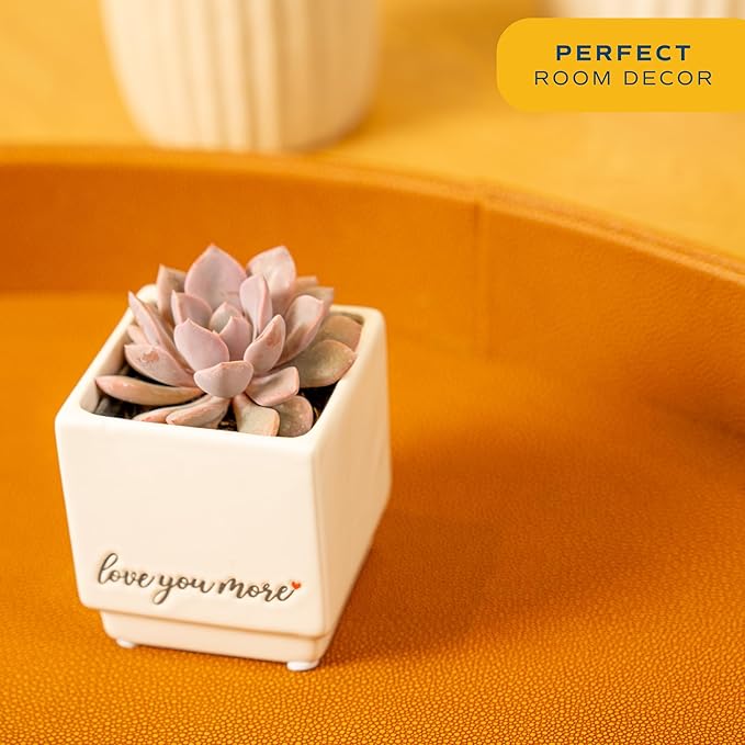 Costa Farms Mini Succulent Live Plant, Easy to Grow Echeveria Succulent in Cute Pot, Tabletop Succulents Room Decor, Housewarming, 4-Inches Tall | Valentines Day Gift | Valentines Day Decoration