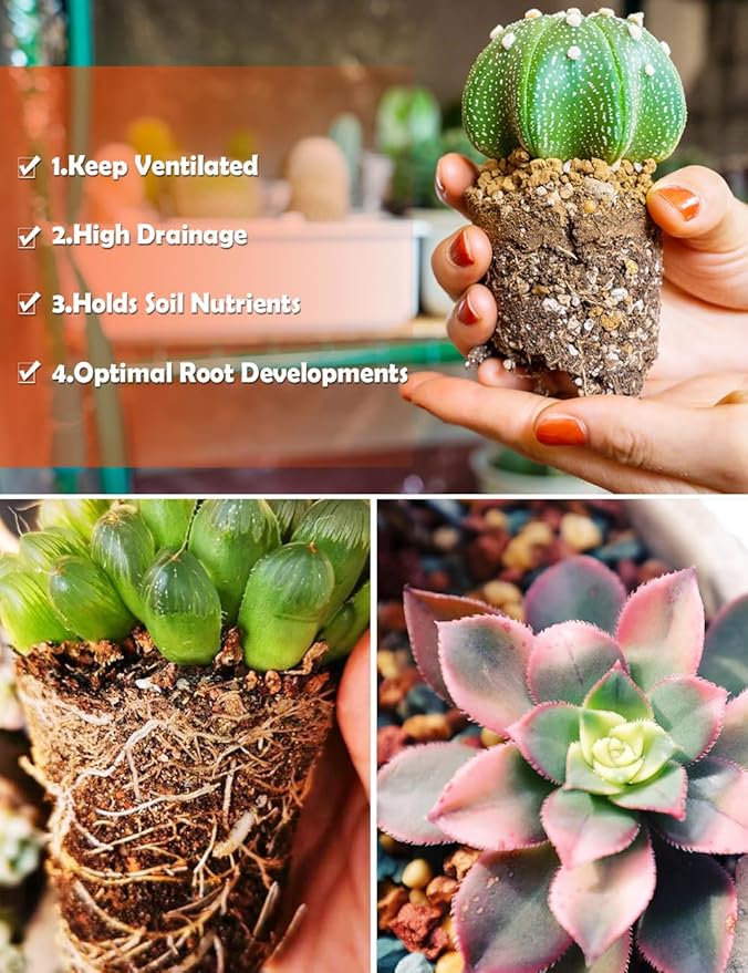 TOYPOPOR Succulent Soil, Cactus Potting Mix 7.5 Pounds/6QTS, High Drainage, Pre-Mixed Ready to Use for All Succulent Varieties, Indoor Plants, Bonsai, Terrarium, Houseplant, 30% Particles 70% Soil