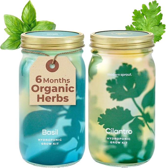 Modern Sprout Mason Garden Jar - Self-Watering Hydroponics Growing System Kit w/Organic Herb Seeds - Sprouting Jar Planter for Indoor Herb Garden - Seed Starter Kit - Decor & Gifting - Basil+Cilantro