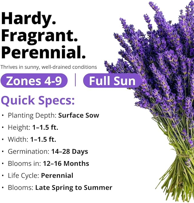 HOME GROWN Non-GMO 'Vera' English Lavender Seeds 1,500+ | True Original Heirloom | Superior Fragrance, Extreme Cold Hardy | High Germination Indoor/Outdoor (Lavandula angustifolia)