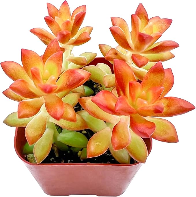 Live Succulent Sedum adolphii Shooting Stars, 2 Inch Fully Rooted Potted Plant, Easy Care & Drought Tolerant, Indoor Houseplant for Home Decor