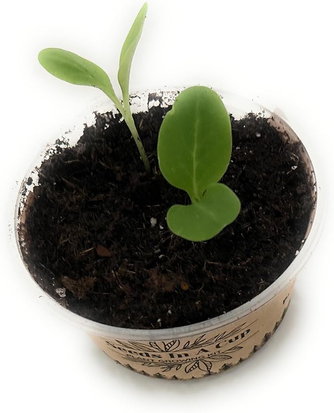 Herb Growing Kit | Indoor Herb Garden Starter | Premium Seeds and Soil | 3 Pack of Herbs | Multiple Combinations Available | (Mediterranean Trio: Rosemary Thyme Oregano)