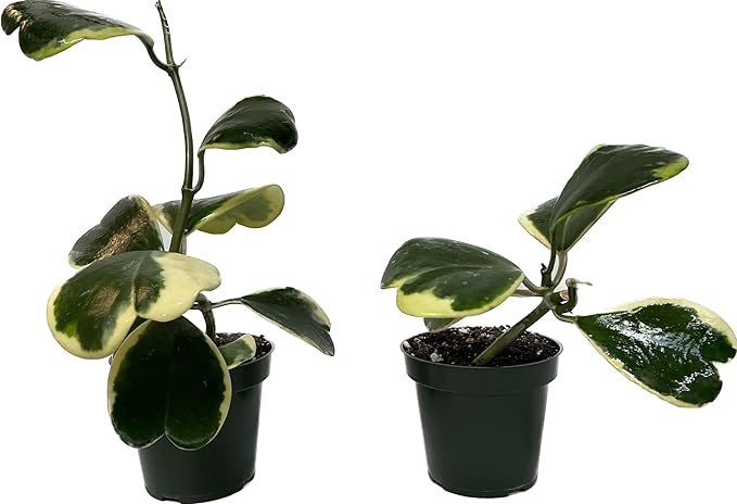 Variegated Hoya Kerrii - Hoya Plants Live Houseplant - Live Hoya Plant - Outer Variegated Hoya Kerrii - Plant Gift - Air Purifying Plant (7-9 Leaves Plant, 4" Pot)