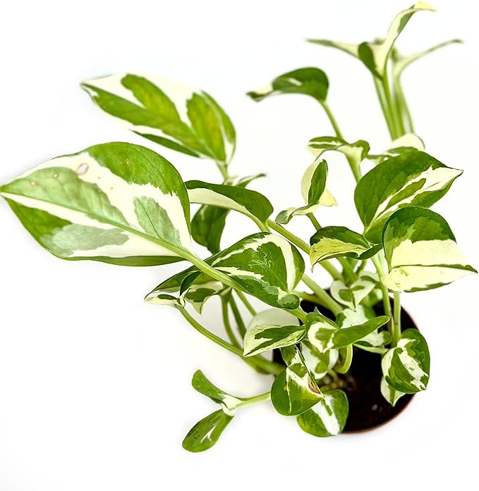 Live Pothos Plant Njoy - Easy to Care & Grow Vining Live Indoor Houseplant - Air Purifying Trailing Plant in Pot - Flowers for Home Office Room Decor & Gift (Heat Pack Included)