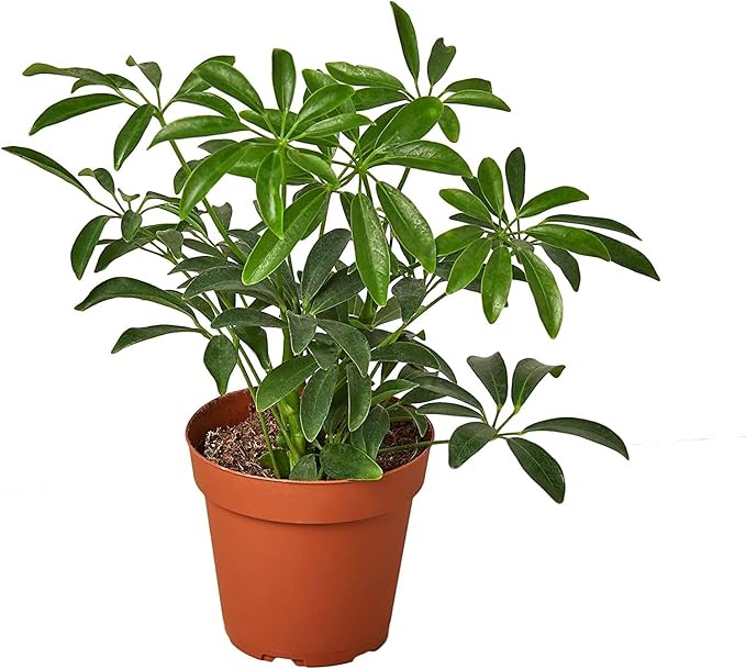 Gardenera Umbrella Plant Premium Potting Mix - 10 Quart - Nourish Your Plants with Nature's Finest Ingredients (2 Bags of 5 Quart)