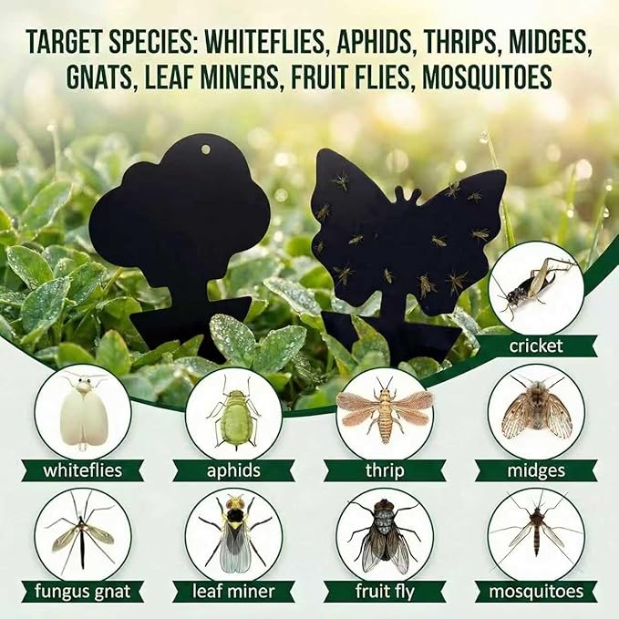100 Pcs Sticky Traps for Fungus Gnat (Plants), Fruit Fly, Whitefly, and Fly, Yellow Sticky Insect Catcher Traps for Indoor/Outdoor, Kitchen, and Plants, High-End Glue, Non-Toxic (100 Pcs Black)
