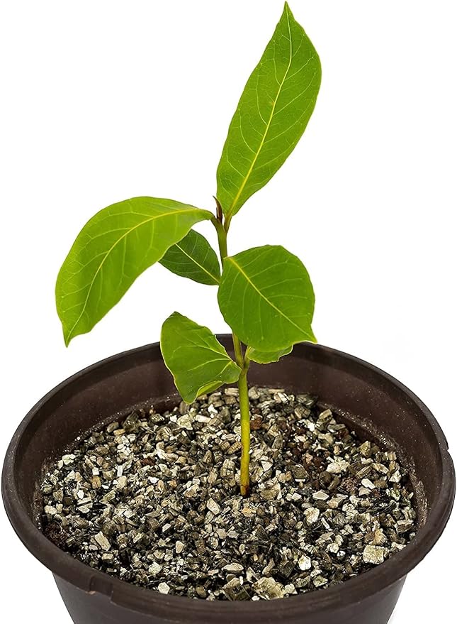 Horticultural Organic Vermiculite by GARDENERA - (Made in Ukraine) - Medium Grade - Natural Soil Additive for Potted Plants, Orchids, Hydroponics, Terrariums (3 Quart)