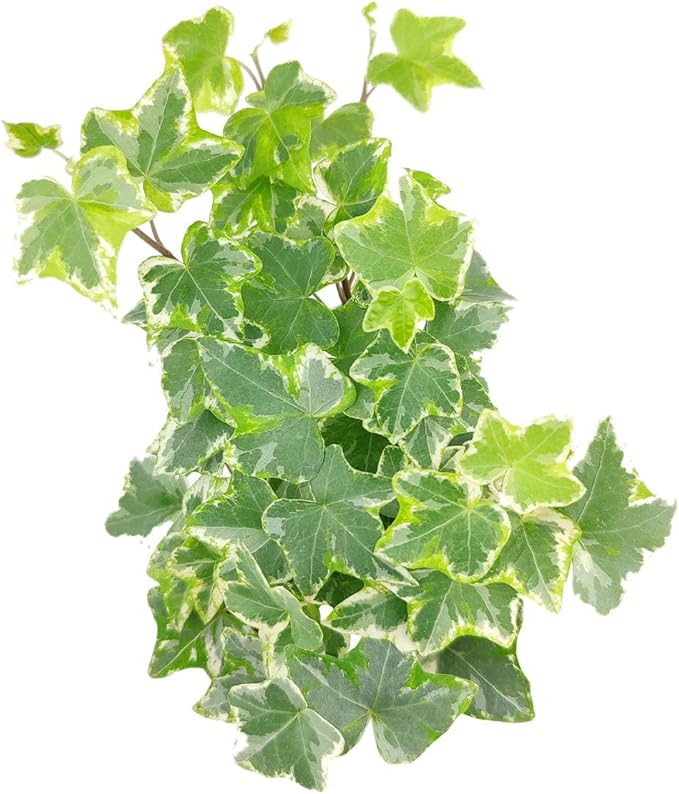 Golden English Ivy - Hedera Helix Kolibri (6" Grower Pot) - Eye-catching, Air-Purifying, Easy to Grow Houseplant - Best Trailing Houseplant for Home and Office Decoration