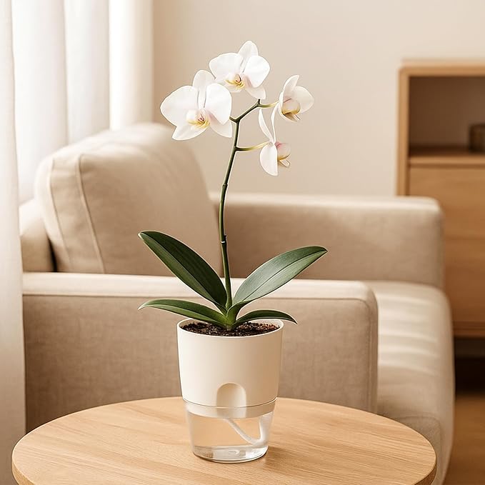 Planterhoma 3 Pack Self Watering Pots for Indoor Plants, 6 Inch Plant Pot Plastic Self Watering Planter for Orchid, African Violet, Small Clear Flower Pots with Drainage Holes and Wicking Rope, White