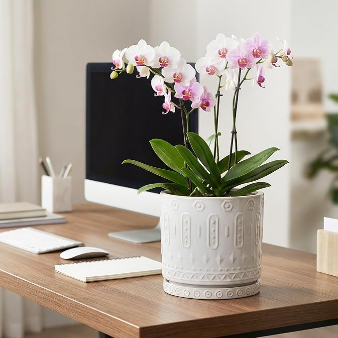 Eightpot 8 Inch Plant Pot, Ceramic Planter for Indoor Plants Outdoor, Round Planter with Drainage Hole and Tray, Boho Flower Pot, Decorative Pots for Plants, Home Decor, Plant Lover Gifts, White