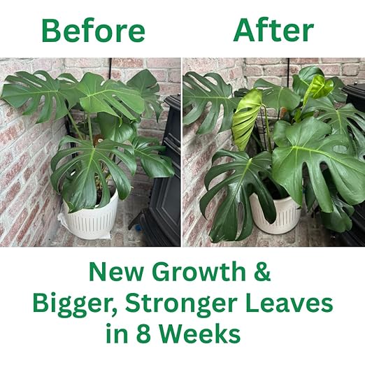 Silica Strength Plant Supplement – Strengthens Stems, Supports Upright Leaves & Improves Stress Resilience | Ready-to-Use 4.5% Liquid Concentrate for Houseplants | 8 oz | Makes 96 Gallons