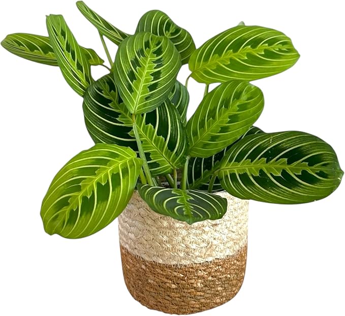 Live Plant, Lemon Lime Maranta Prayer Plant, Pet Friendly, Air Purifying Plant, Easy Care, Easy to Grow Live Indoor Plant, Houseplant, Rare Indoor Plant, Home Décor Pot (Jute Brown Assorted)