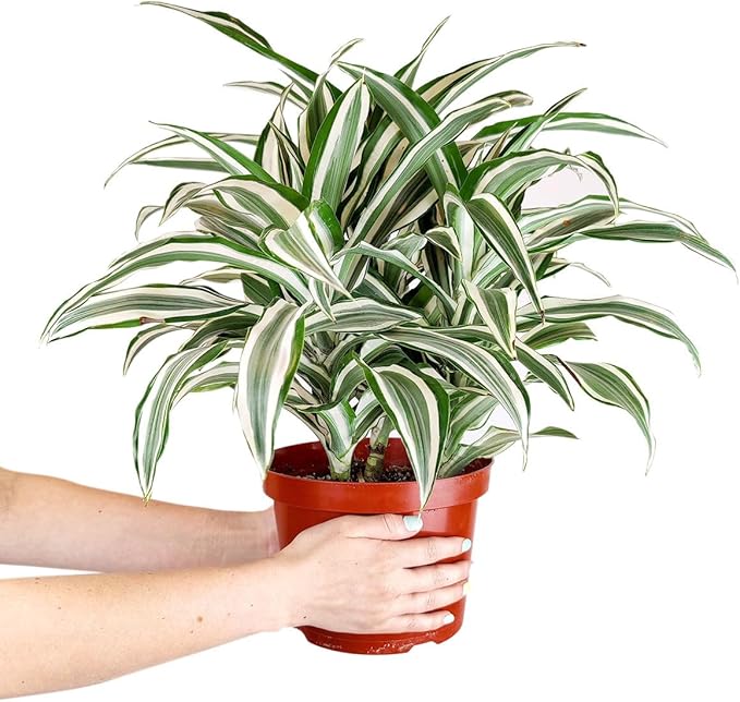 Dracaena 'Warneckii White Jewel' (6 inch) - Air-Purifying Houseplants - 4/6 inch Unique Live Decorative Houseplants - Low-Maintenance Indoor Plants, House Warming Gift, Natural Air Purifier
