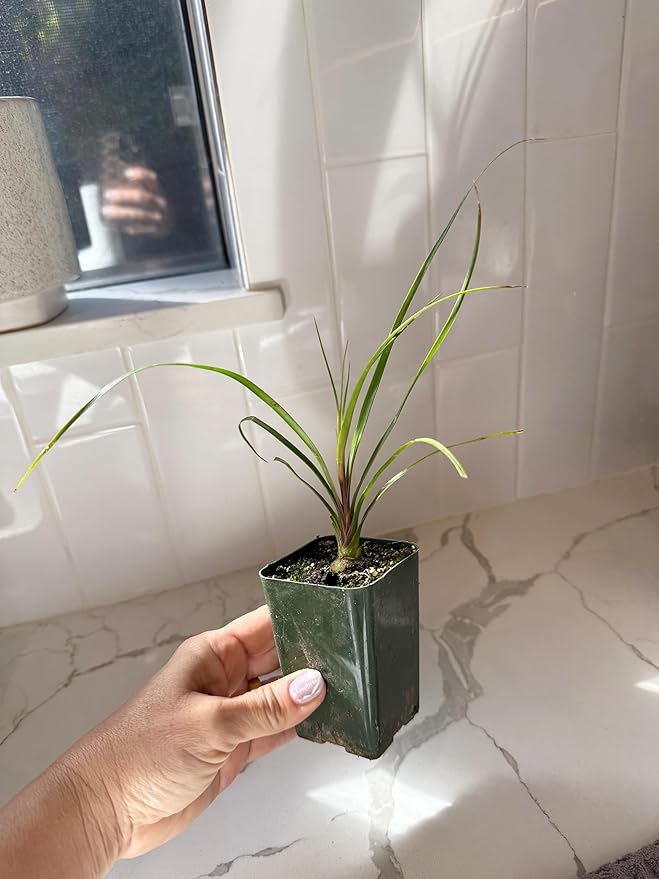 Ponytail Palm (Beaucarnea Recurvata) Live Indoor House Plant in 2-Inch Pot – Low Maintenance, Air-Purifying Plant (2)